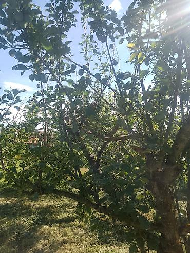 kuce cacak: Prodajem plac-voćnjak 13,69 ari u selu Glibovac kod Smederevske — 6