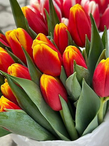 Букеты из живых цветов: Тюльпаны срезанные — букетные сборки. - Варианты окраски: насыщенный — 22