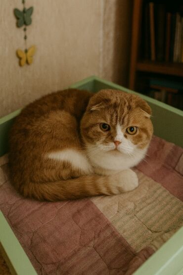 серые вислоухие коты: Кошка даром: Скотиш Фолд (Шотландская вислоухая), 4 года, Девочка, С документами, С прививками, Кастрирована