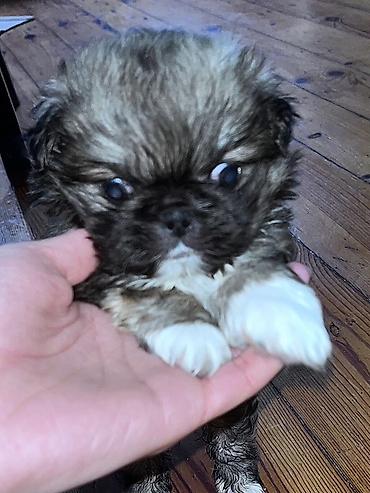 İtlər: Pekines, 1 ay, Dişi — 3