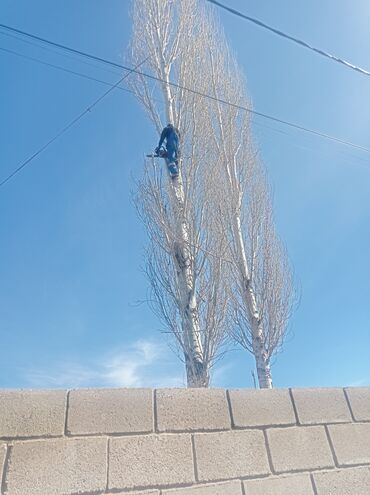 Спил деревьев, заготовка дров: Тынар гарантия 100%., спилю деревья,, любой сложности#1 _тынар супер — 9