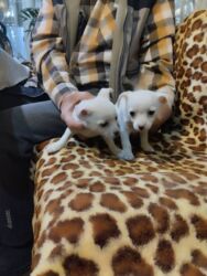 купить щенка кокер спаниеля: Щенки чихуахуа, светлые, мальчик и девочка, 3 месяца