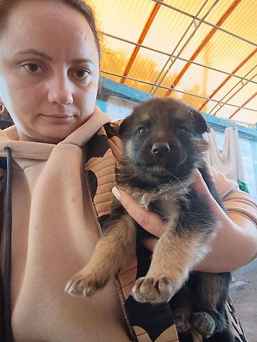 ххх кот: Щенок, восточноевропейской овчарки Описание: - Возраст на фото — 3 — 6