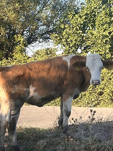 tap az sudluk inəklər: Real alıcıya endirim olacaq ana bala satılır ana biğazdı anada cins — 7