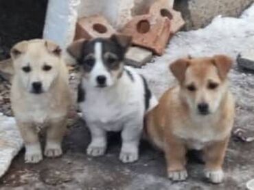 контейнер для собак: Срочно ищем щенкам девочкам любящие семьи! Были рождены во дворе