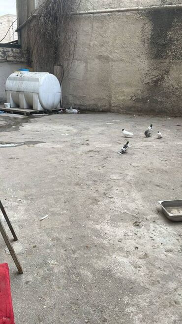 Sex, zavod və fabriklər: Səbail rayonu, Bayıl qəsəbəsi,Bayraq Meydanında piyada məsafədə -da lalafo.az — 26 Sex, zavod və fabriklər: Səbail rayonu, Bayıl qəsəbəsi,Bayraq Meydanında piyada məsafədə — 26