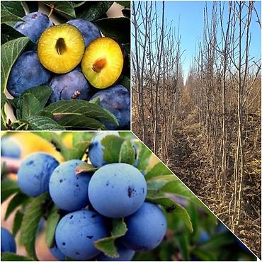 Tinglər: Goyce ve birinci sort turk eriyi tinglerine xususi endirimlerimiz var — 3