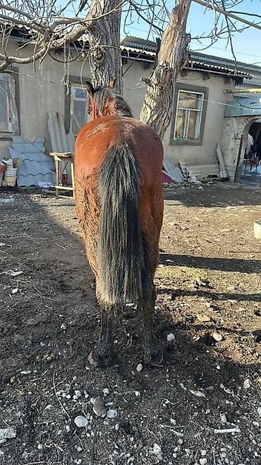 Лошади, кони: Продаю | Кобыла (самка) | Дончак | Мерин — 6