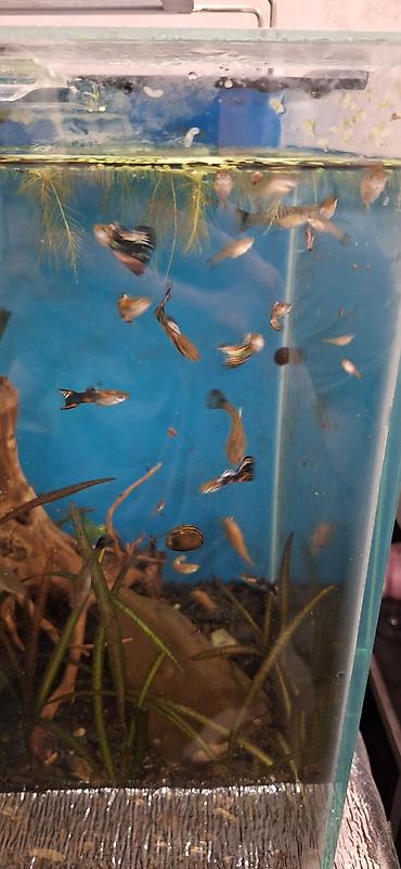 akvarium balıqları: Quppi, Sülhsevər, Ünvandan götürmə — 3