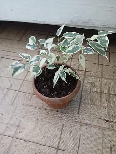 фикусы бенджамина: Фикус Бенджамина вариегатный (Ficus benjamina, пестролистная форма) в — 1