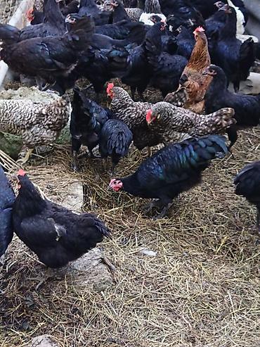 ev quşları haqqında melumat: Toyuq, Damazlıq — 3