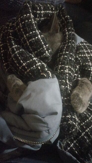 Pişiklər: Şotland, Dişi, Yaxşı əllərə, Pulsuz çatdırılma — 3