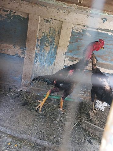 Куры, петухи: Продаю | Петух | Дакан | Для боев — 6