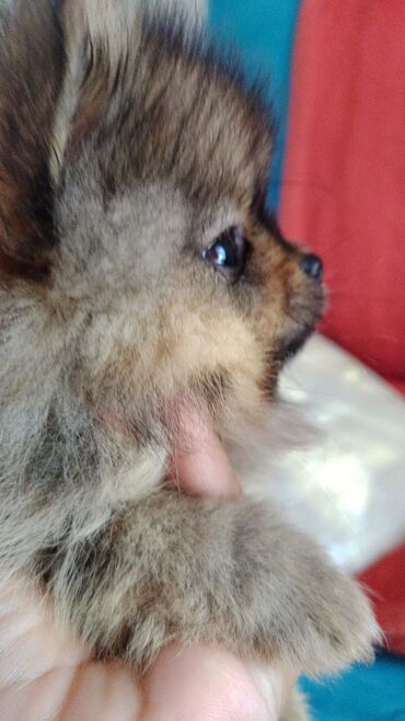 İtlər: Şpitz, 2 ay, Dişi — 6