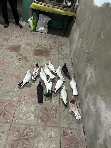 tutu quşu: Salam hamsi tergzme heyvanlardi icinde 5 6 saat ucan quwdar var — 2