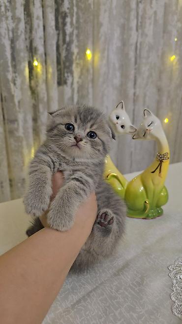 Pişiklər: Şotland — 17