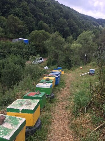 Bal: Kəlbəcər balı – dağ-çiçək və yaylaq balı, həmçinin çökə (linden) balı -da lalafo.az — 9 Bal: Kəlbəcər balı – dağ-çiçək və yaylaq balı, həmçinin çökə (linden) balı — 9