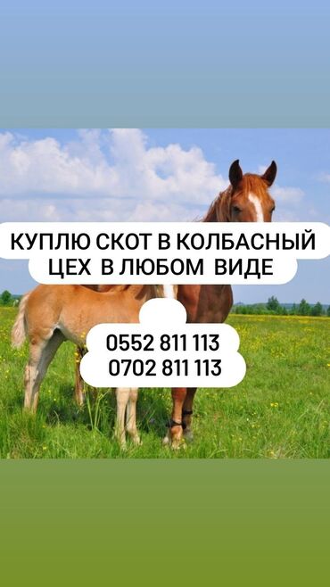 где можно купить телят симментальской породы: Сатып алам | Жылкылар, аттар | Бардык шартта, Союлган