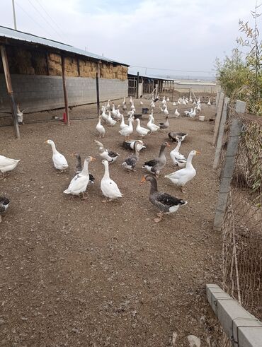 показы 1 354 72 договорная кошка даром британская короткошёрстная 1 год мальчик метис 2 позвонить написать: Домашние гуси, крупные мясо-яичные породы. Содержание на просторном