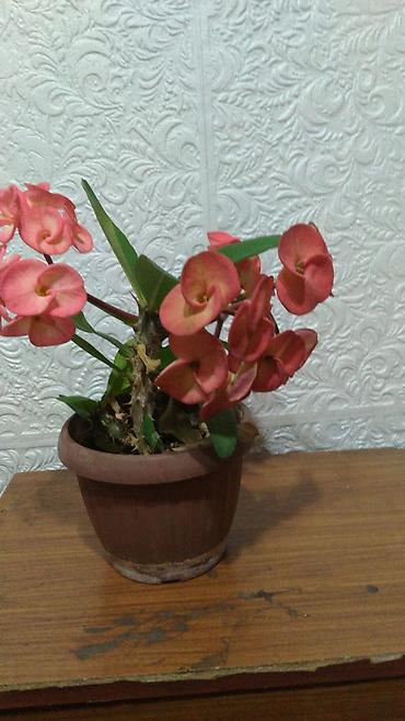 1001 роза: Молочай Милла (Euphorbia milii) — комнатное суккулентное растение с — 1