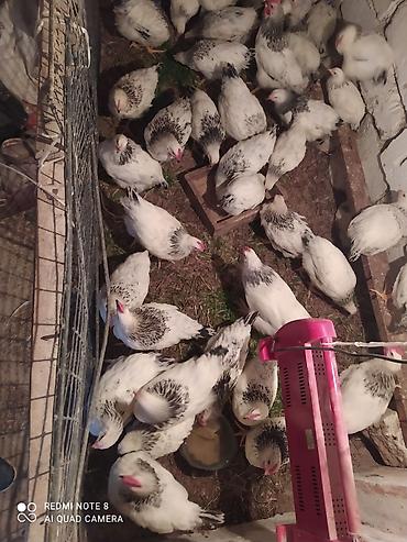 Toyuqlar: Serebrist fereler 6.50 xoruzlar 7 manatdan ünvan Hökməli 40 denedi tam — 10