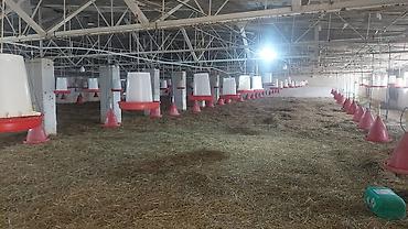 Digər daşınmaz kommersiya əmlakı icarəsi: Toyuq Üçün Ferma İcarəyə Verilir. Salam. 4 Ədəd, Hər Biri 15.000 — 21