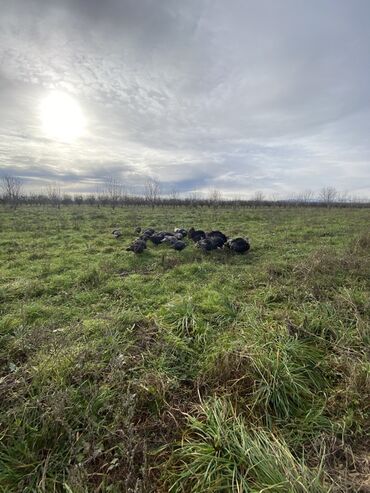 Hinduşka: Erkək, Ətlik, Ünvandan götürmə — 6