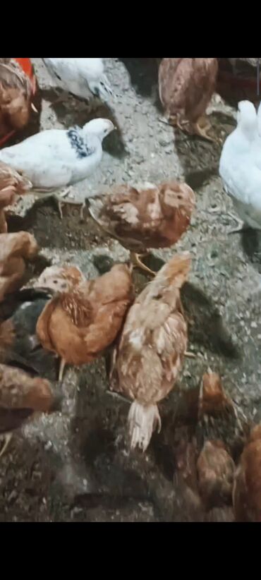 Cücələr: Toyuq cücələri, Damazlıq -da lalafo.az — 2 Cücələr: Toyuq cücələri, Damazlıq — 2