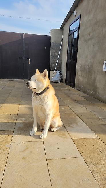 İtlər: Akita-inu — 9