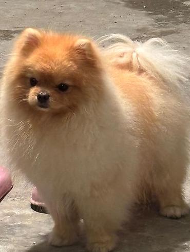 pomeranian: Şpitz, 2 il, Erkək, Cütləşmə üçün, Pulsuz çatdırılma — 1