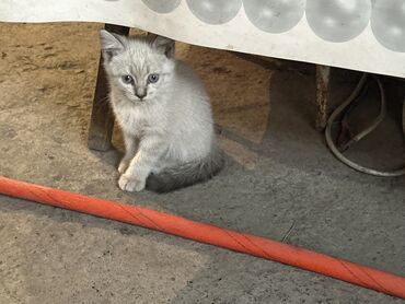 отдам в хорошие руки кошку: Мышык бекер берилет: Породасыз, 2 айлык, Ургаачы, Аргын