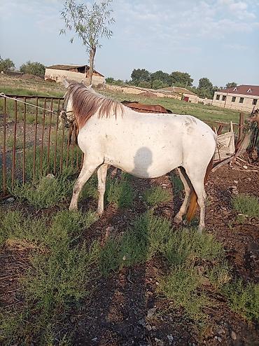 Atlar: Dişi, il: 7 — 4