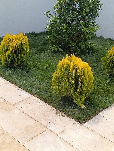 ucuz cam balkon: Xidmət: Bağ və villa həyətlərinin yaşıllaşdırılması üçün təbii rulon — 3
