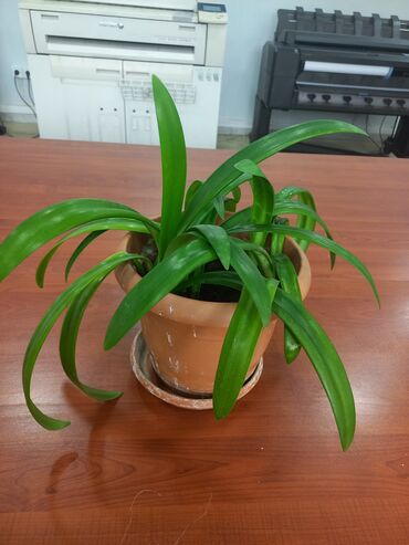 monstera bitkisi: Комнатное растение, 10 манат