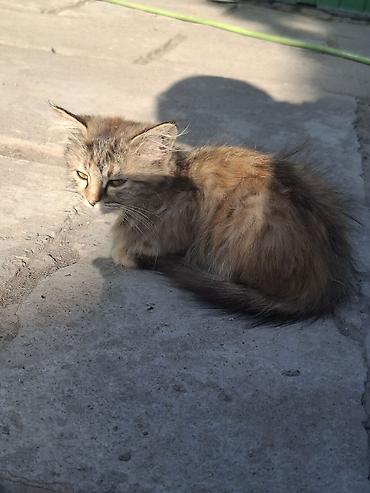 приют для котят: Кошка даром: Беспородная, 3 месяца, Девочка — 6