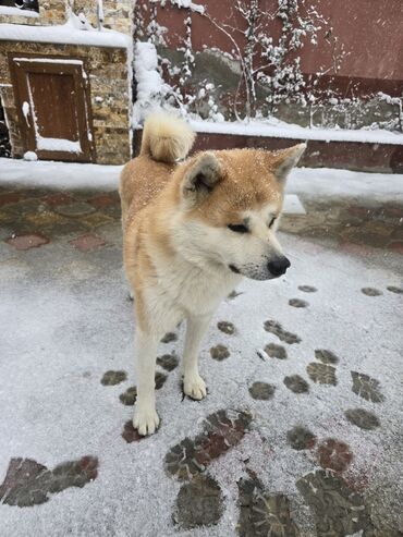 it üçün ip: Akita-inu