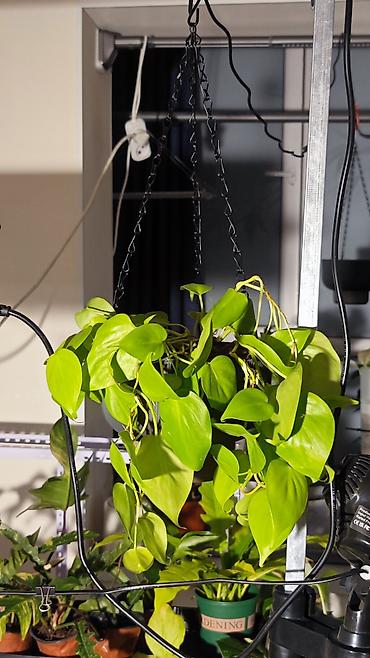 скорый: 🟢 Филодендрон Лемон Лайм (Philodendron Lemon Lime) — Пышный неоновый — 1