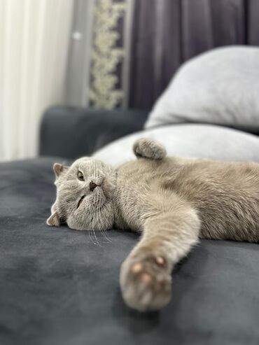 pi̇şi̇k: Şotland, Erkək, Cütləşmə üçün, Pulsuz çatdırılma