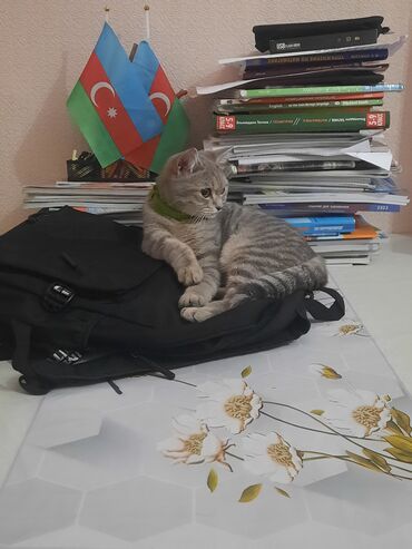 Pişiklər: Tabbi, Yaxşı əllərə — 5