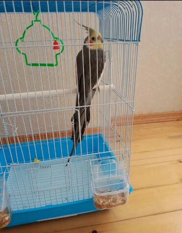 Tutuquşları: Karela papuqay 1 yaşi var insanlardan qaçmir 2 söz deyil aşkim cici — 1