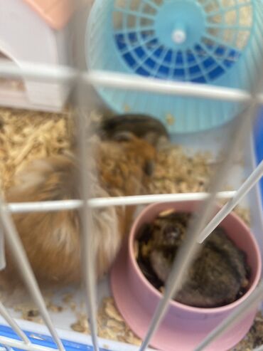 Gəmiricilər: Xamyak hemster 3 eded her biseyile birlikde — 5