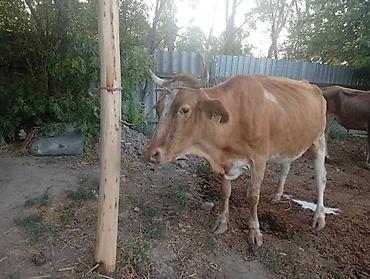 Продаю | Корова (самка) | Для молока — 6
