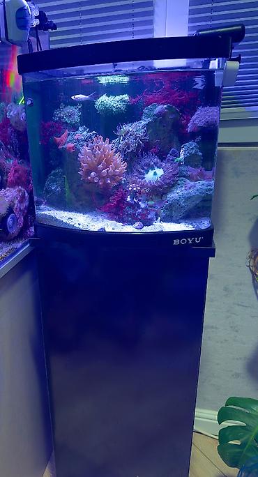 heyvan: Okean akvariumu. Arxa sump sistemli BOYU firmasinin 35×40×35 sm Hazır — 1