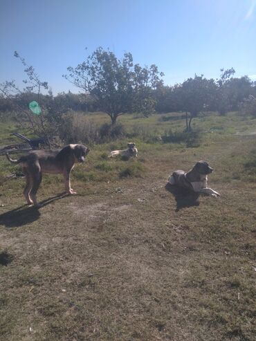 çoban iti satılır: Salam tecili satlır erkey 0706977600
