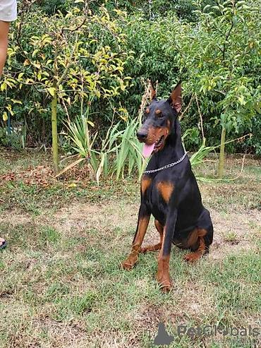 alman coban kopeği: Doberman, 8 ay, Erkək, Peyvəndli — 1