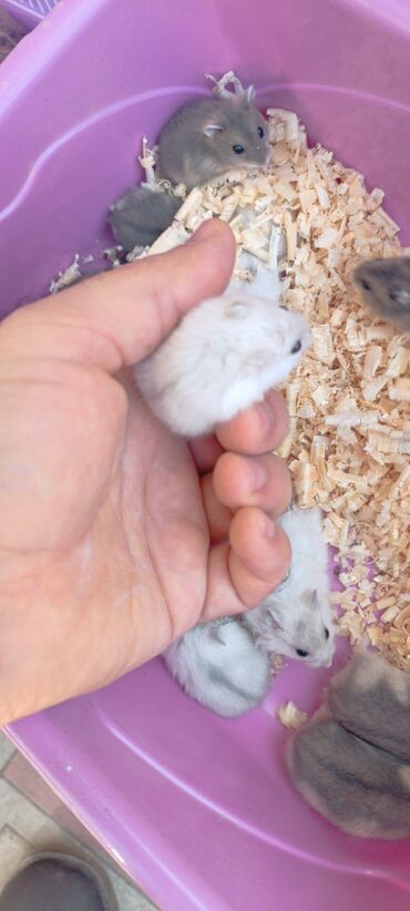 Gəmiricilər: 2cunqarik 1qəfəs üstündə vitaminli yem,quru yonca,apilka hədiyyə cəmi -da lalafo.az — 8 Gəmiricilər: 2cunqarik 1qəfəs üstündə vitaminli yem,quru yonca,apilka hədiyyə cəmi — 8