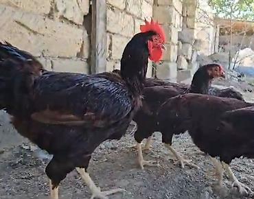 Toyuqlar: Toyuq, Ətlik -da lalafo.az — 6 Toyuqlar: Toyuq, Ətlik — 6