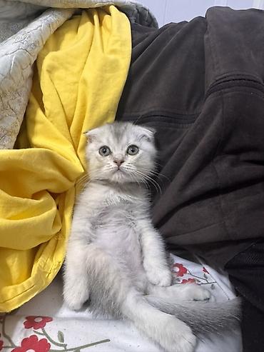 Продажа кошек: Скотиш Фолд (Шотландская вислоухая), 2 месяца, Мальчик, Серебристая шиншилла, Приучена к лотку — 3