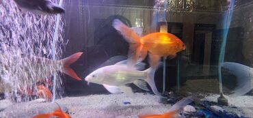 Akvariumlar: Dördbucaq akvarium, Balıqlarla birlikdə, 120 l — 10