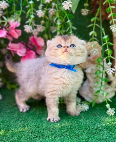 Pişiklər: Britan -da lalafo.az — 11 Pişiklər: Britan — 11